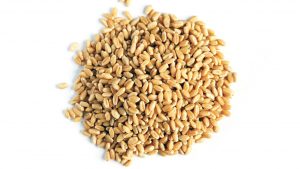proveedor de trigo suave materias primas consumo animal precios