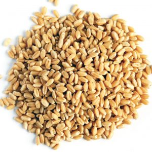proveedor de trigo suave materias primas consumo animal precios