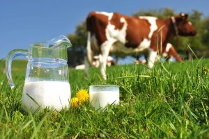 proveedor de materias primas para alimentos de ganado lechero mexico