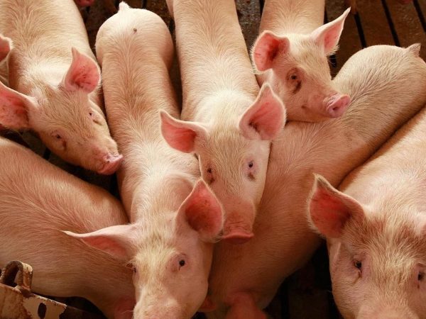 proveedor de materias primas alimentos porcicultura cria de cerdo
